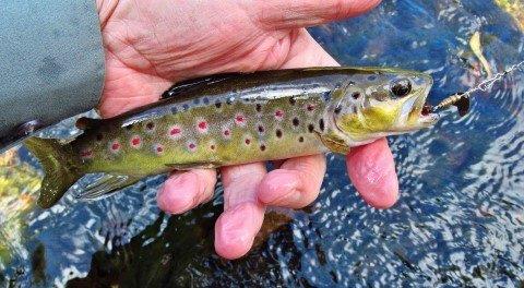2019 11 10 Small brown trout that fell to the Aglia bug spinner