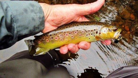 2019 11 13 Lovely coloured wild brown trout