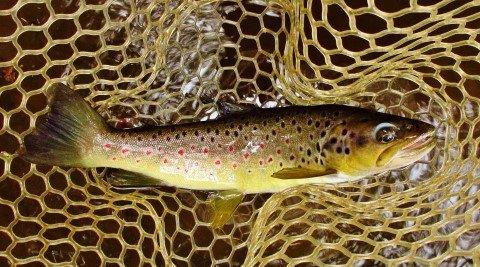 2019 11 14 10000 Trout number 10000 ready for release