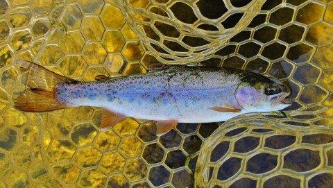 2019 12 14 The only rainbow troutcaught