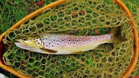 2020 01 07 Mersey River brown trout