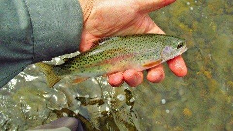 2020 01 07 Mersey River rainbow trout