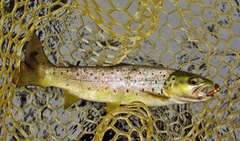 2020 01 20 Solid wild brown trout taken on the gold Aglia