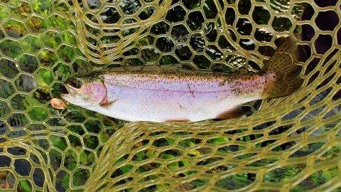 2020 02 03 Small Mersey River wild rainbow trout Weegena