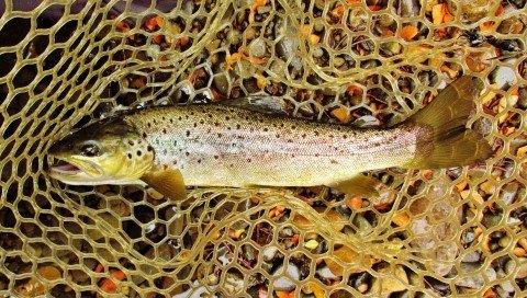 2020 02 11 Fish of the day 535gm brown trout Meander River