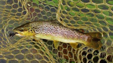 2020 02 22 Stone fly bug spinner did the job on this trout