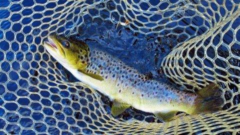 2020 02 24 Wild brown trout Leven River