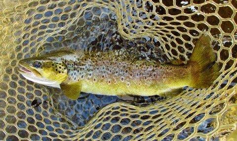 2014 03 15 A quality 1.04 kg wild brown trout
