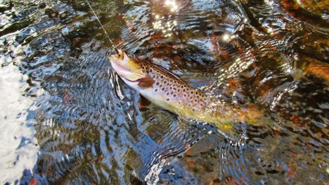 2020 03 25 Beautifully coloured wild brown trout
