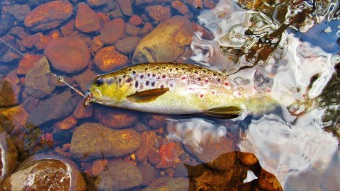 2020 03 25 One plump brown trout