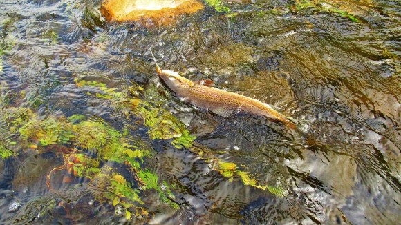 2020 06 10 Mersey River wild brown trout taken on Black Fury