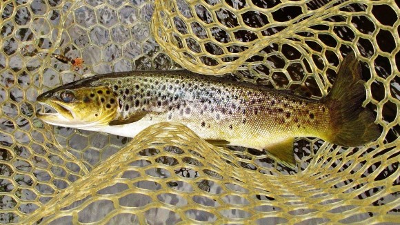 2020 06 10 Solid brown trout taken on a March Brown Bug
