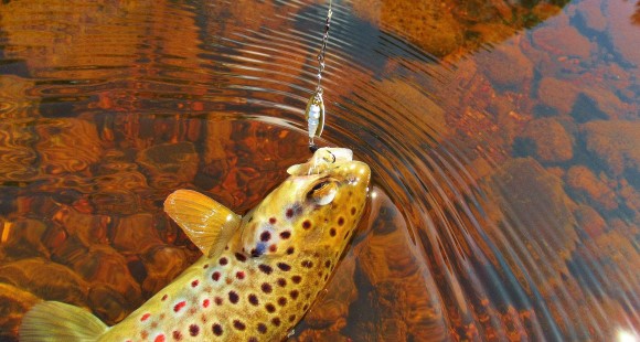 2020 09 26 A well hooked wild brown trout