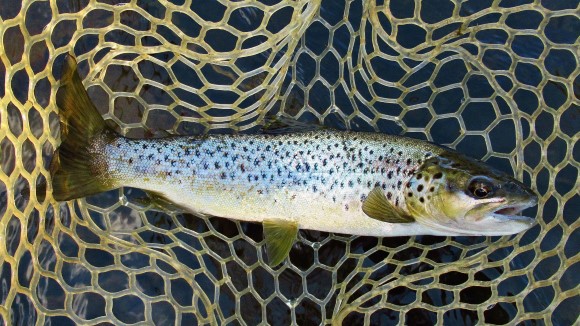 2020 10 27 Meander River brown trout