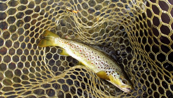 2020 11 06 Quality wils brown trout
