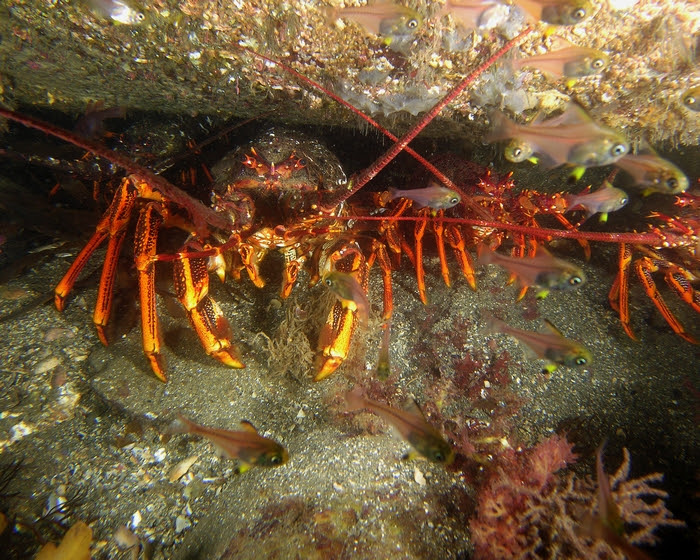 rock lobster2