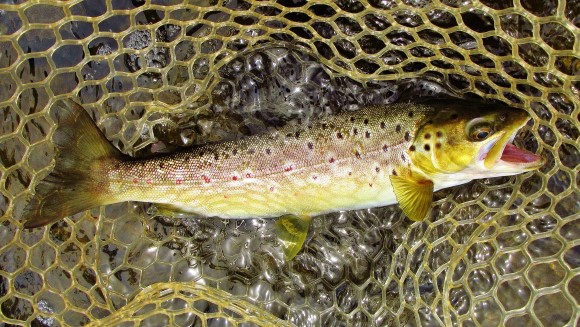 2021 02 22 The first brown trout of the day
