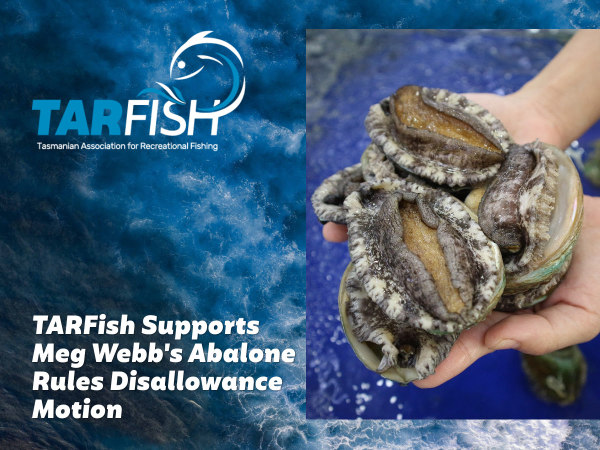 tarfish abalone
