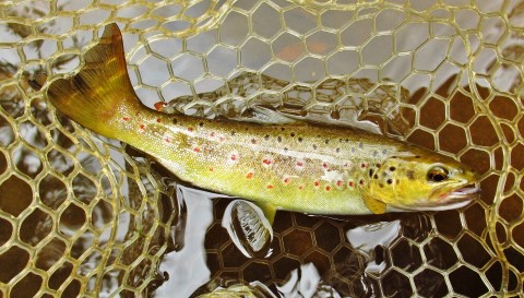2022 01 01 Beautiful colours in this brown trout