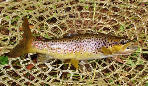 2022 01 21 My 300th trout of the 2021 22 season