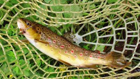2022 01 21 One of only five trout caught today
