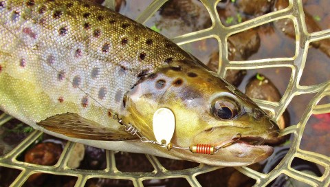 2022 02 09 A beautiful tannin water wild brown trout