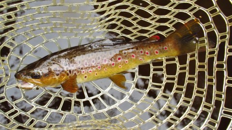 2022 05 14 Another dark tannin water wild brown trout