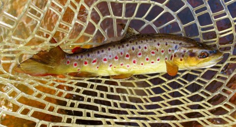 2022 07 04 A well conditioned small streat trout