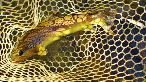 2022 07 20 A beautiful golden coloured brown trout