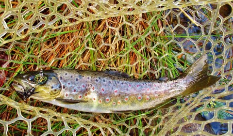 2022 08 01 Most of the trout were medium size fish today