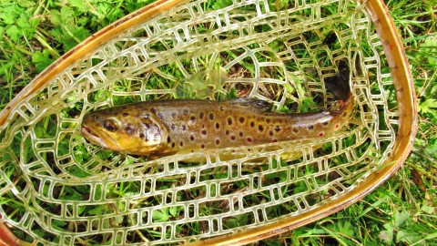 2023 03 01 One of fifteen trout caught today