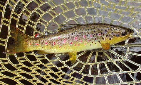 2023 03 01 The white miller bug worked on this trout