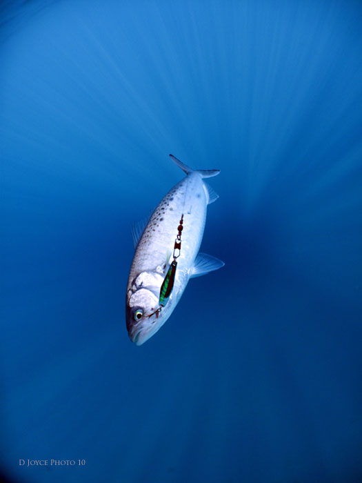 Salmon Underwater